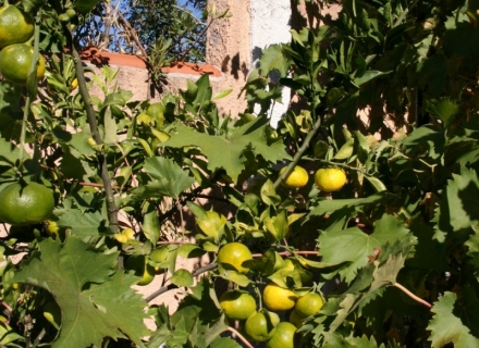 Villa u Kavac, Nekretnine Crna Gora, nekretnine u Crnoj Gori, Region Tivat prodaja kuća