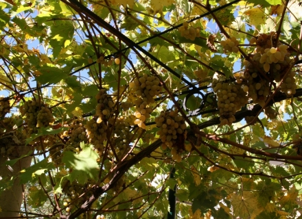 Villa u Kavac, Bigova kuća kupiti, kupiti kuću u Crnoj Gori, kuća s pogledom na more u Crnoj Gori