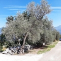 Urbanisiertes Grundstück mit Panoramablick auf das Meer in Krasici, Grundstück in Lustica Peninsula kaufen, Grundstück in Montenegro kaufen